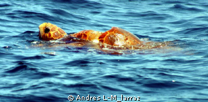 Mating leatherbacks. by Andres L-M_larraz 